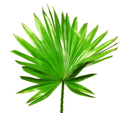 Saw palmetto ovocie v Uromexil Forte